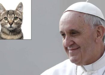 Pope Francis Launches “Saintly Paws”: A Cats Club in the Vatican