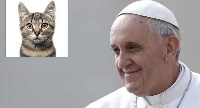 Pope Francis Launches “Saintly Paws”: A Cats Club in the Vatican
