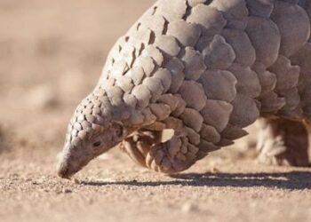 Най-голямата изложба на екзотични животни на Балканите