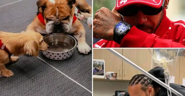 Heartbreak for Lewis Hamilton: F1 Star Says Tearful Goodbye as Beloved Dog Roscoe Passes Away After Brave Battle for Life and Misses out on…