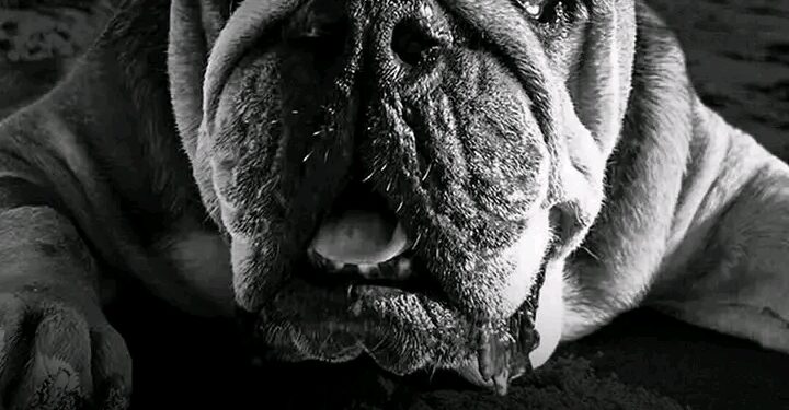 Shattered by Heartbreak: Lewis Hamilton Reportedly in Coma After Learning of Beloved Dog Roscoe’s Death